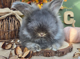 1 English Angora Buck for Sale