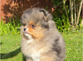 Beautiful Pomeranian pups