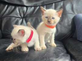 Stunning Siamese Kittens - **1 girl left!