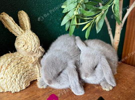 2 Lilac Pure Mini Lop Does - Ready 11th July!