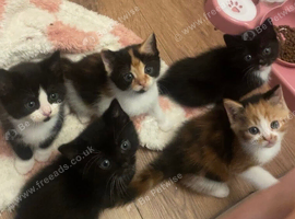 Kittens looking for forever homes