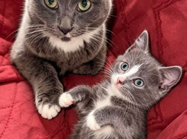 Last kitten left ready now
