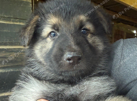 GSD puppies