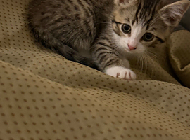 Bengal Maine coon cross kittens