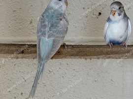 6 Young Budgies
