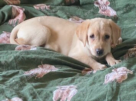 I have a labour girl for new home