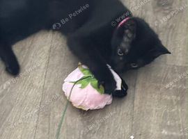 Two female kittens