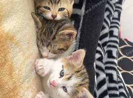 Mixed breed short hair kittens