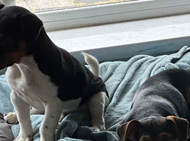 2 Jack Russell Terriers Rehoming
