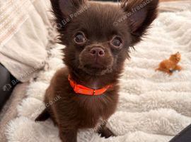 Chocolate chihuahua