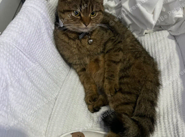 Persian/Shorthair mix cat for sale