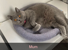 Blue British shorthaired kittens