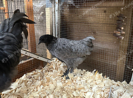 Hybrid chickens Ayem cemani cross orpington