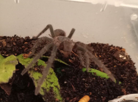 Turantula collection