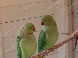 PAIR OF RINGNECKS