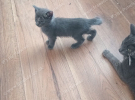Russian  blue x maincoon