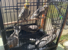 Cockatiels x 5- 12 weeks old.