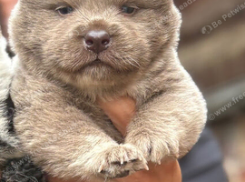 Last lilac male chow chow puppy