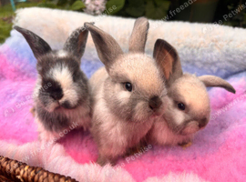 Three sallander x mini lops available