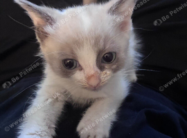 Half ragdoll kitten
