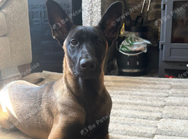 Belgian Malinois