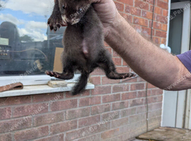 Ferrets for sale