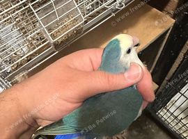 2X love bird for sale