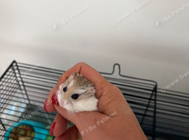Roborovski hamster for adoption