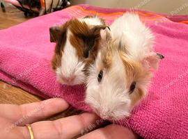 Funky sow guinea pigs ready to RESERVE