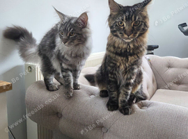 2 beautiful Maine Coon kittens looking for a home