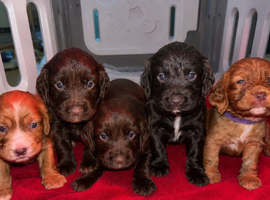 Kc registered working cocker spaniel puppies