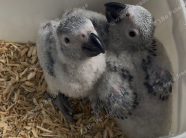 African grey babies for sale