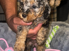 Litter of cockapoo puppies