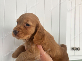 Cocker spaniel puppies 4 boys (ready to leave next week )