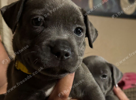 K C REG  BLUE STAFFORDSHIRE BULL TERRIER