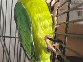 Plum head male for sale