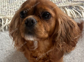 Lovely 5yr old ruby CKCS girl