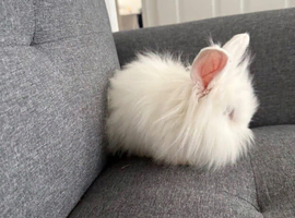 Angora Lion head mixed breed bunny