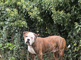 staffy x american bulldog