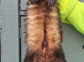 Polecat Hob