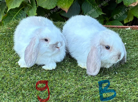 Pure bred mini lops baby rabbits .