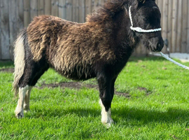 Miniature Shetland colt foal SHOW RING POTENTIAL