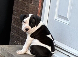 10 week old male
