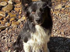 1 and a half year old Border Collie