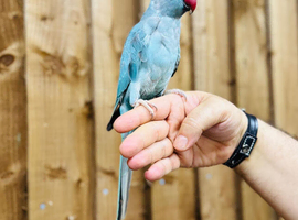 Blue ringneck