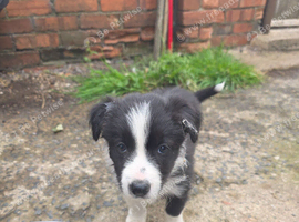 Border Collie puppies