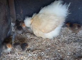 Silkie hen with pure gold laced Orpington chick's