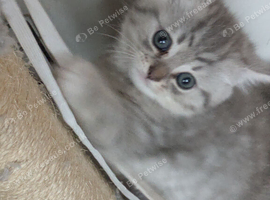 BRITISH SHORTHAIR CHINCHILLA/PERSIAN KITTENS