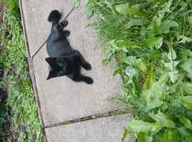 Kitten