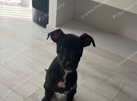 Free to good loving home